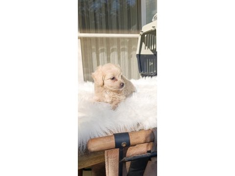 Maltipoo uygun