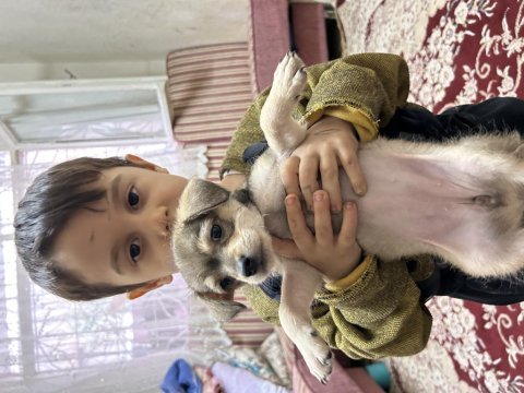 Uygun bütçeli chihuahua yavruları