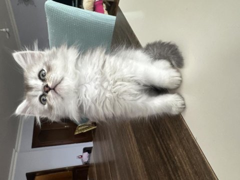 Sağlıklı british longhair 1.5 aylık yavru