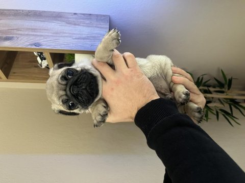 Pug mops üst kalite erkek yavrumuz