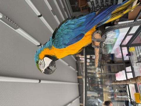 Belgeli çipli sarı mavi ara macaw mutasyon
