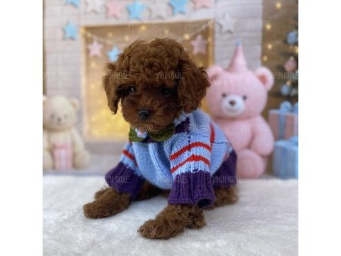 Toy poodle yavru