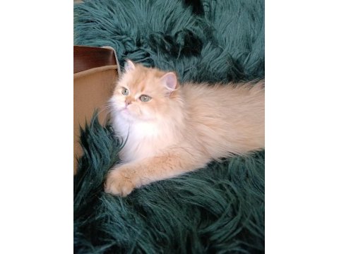British longhair dişi