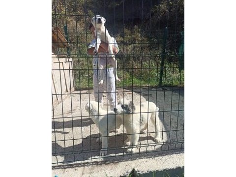 Dikkat çeken alabay yavruları