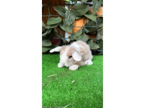 Safkan hollanda lop ve cüce tavşanlar