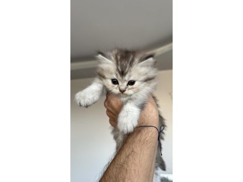 Show class british longhair bebecik