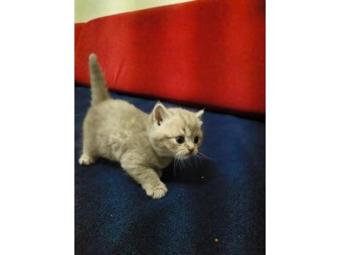 2 adet longhair kedimiz