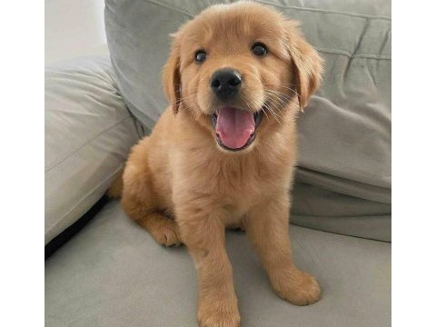 Çiftliğin efsane golden yavruları kapıda ödemeli