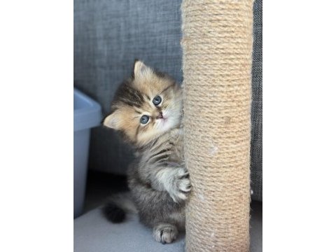 Golden british longhair