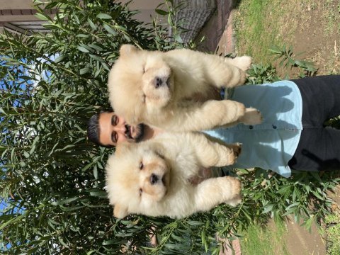 Üst kalite chow chow yavrularımız