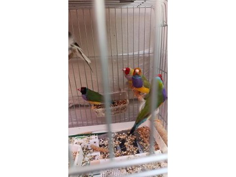 Goldian finch takım ve erkekler anaçlar