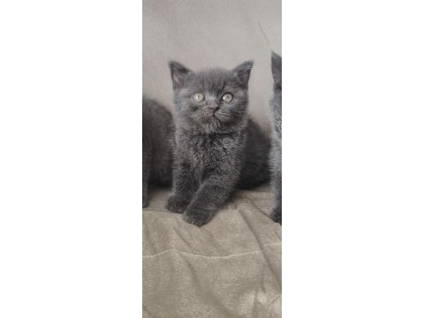 British shorthair yavrularım