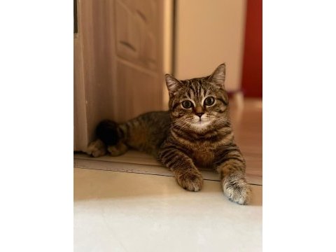 British shorthair dişi 4 aylık