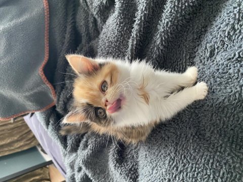 Aile dostu huzur veren arkadaşlar exotic shorthair