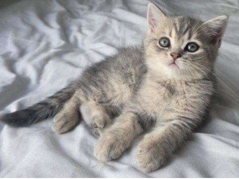 Minik pamuk gibi yavrularımız british longhair