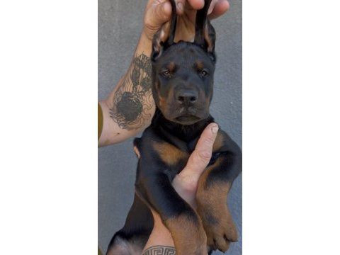 Şecereli european doberman