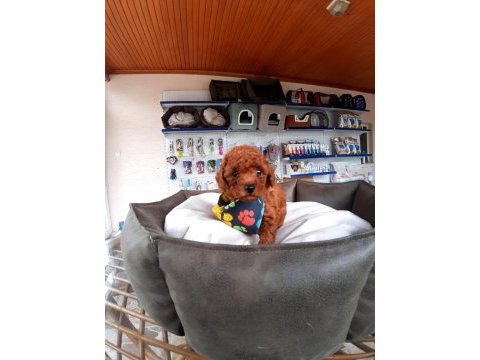 Orjinal toy ve minyatür toy poodle köpeği