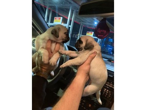 Muhteşem pug mops bebekler