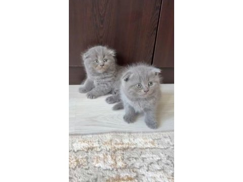 Scottish fold yavru kedimiz