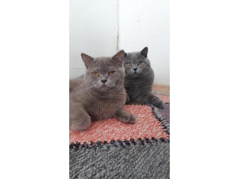 Ücretsiz sahiplendirilecekdir british shorthair