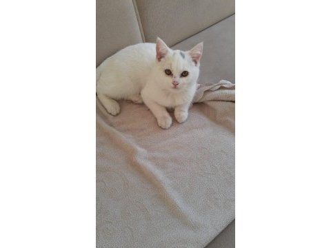 British shorthair uygun kedimiz
