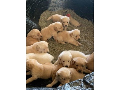 Küt burunlu golden retriever bebekler
