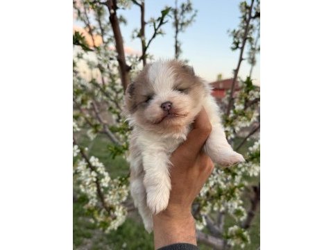 En uyguna en kaliteli pomeranian
