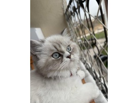 2 yaşında aşırı uysal ragdoll
