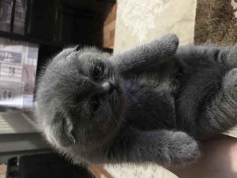 Scottish fold cinsi yavru