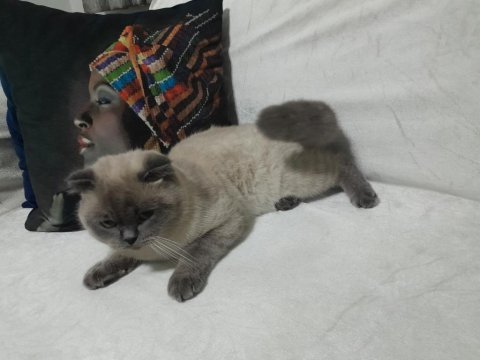 1.5 yaşın da scottish fold aşıları yapılmış