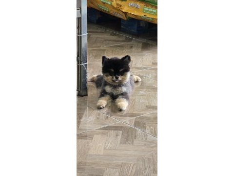Orjinal ırk ve sağlık garantili pomeranian boo yavrularımız