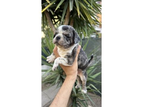 2 dişi 1 erkek pug