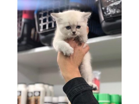 British shorthair yavruları