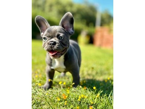 French bulldog yavruları çiftlikten   