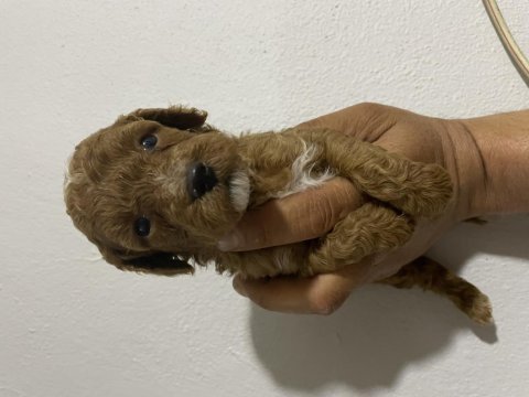 Orjinal toy poodle bebekler