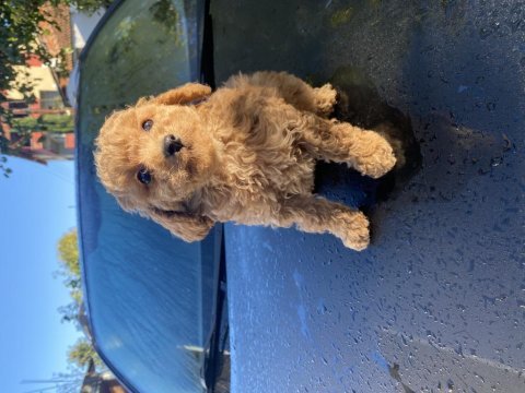 Güzel toy poodle bebekler teslime hazır