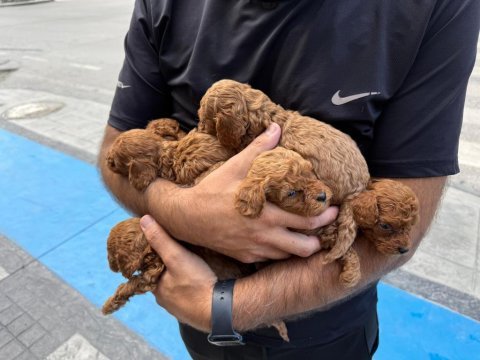 Toy poodle köpeğimiz