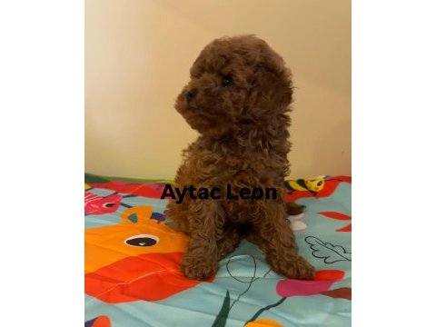 Kısa burun kore minik erkek toy poodle (gerçek toy)