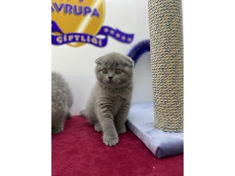 K9 avrupa çiftliğinden brtish ve scottish yavruları