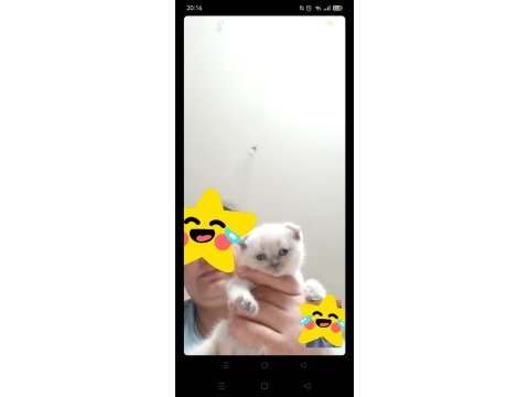 Güzel dişi scottish fold yavrum