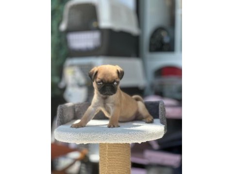 Scrli anne baba - ırk ve sağlık garantili - yurt dışı pug