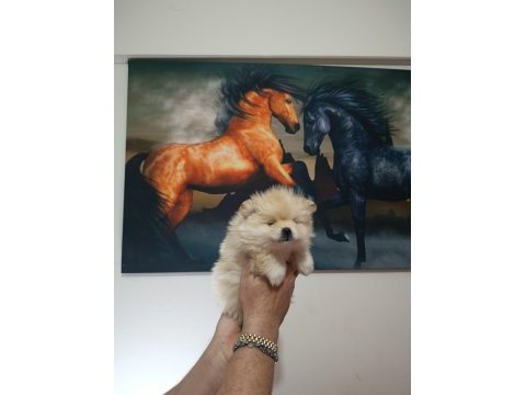 Pomeranian yavrular