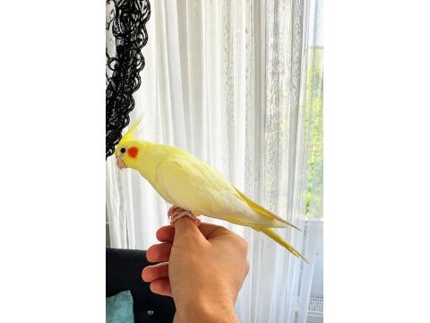 Evcilleşmiş çift sultan papağanı