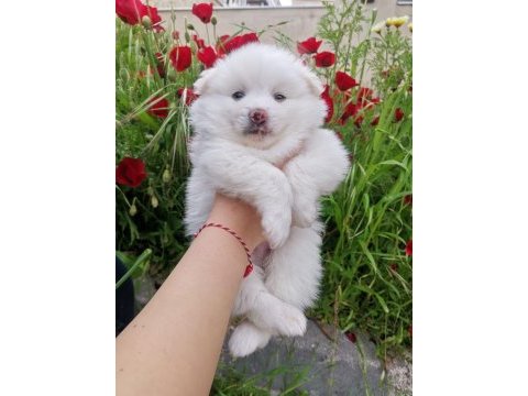 2 aylık pomeranian yavrular