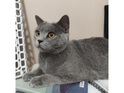 Tatlı british shorthair kızımıza yuva arıyoruz