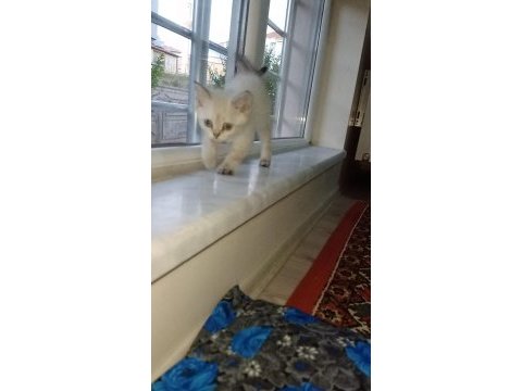Kırşehir içi 3,5 aylık british shorthair