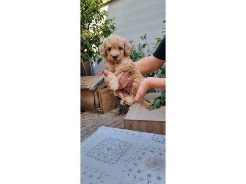 Toy poodle yavrular izmir