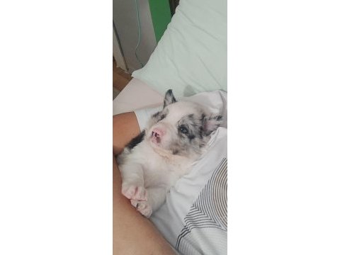 Sağlıklı safkan border collie yavrular