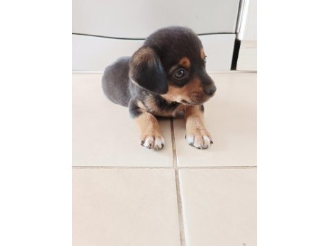 Diva sahibini arıyor