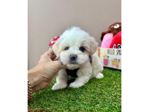 Korea maltese terrier baby cep boy